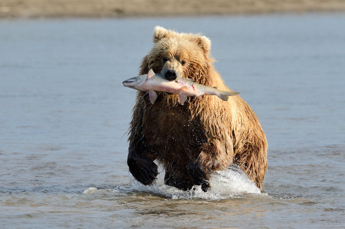 Grizzly Bear fishing